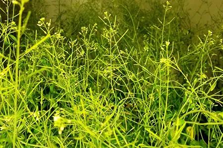 Arabidopsis thaliana