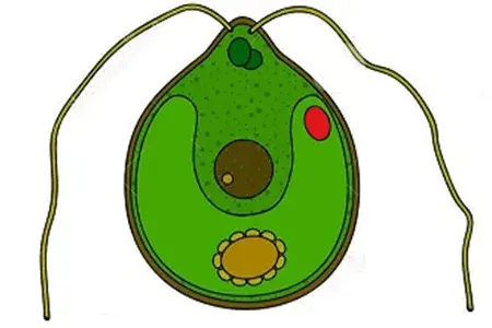 McCormick-Chlamydomonas-Reinhardtii