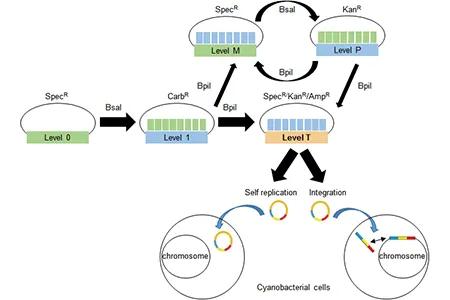 McCormick-CyanoGate-System