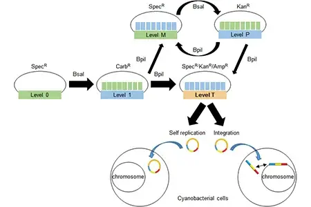McCormick-CyanoGate-System
