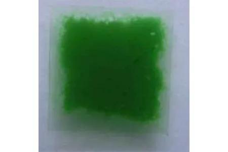 McCormick-Cyanobacterial-Biofilm