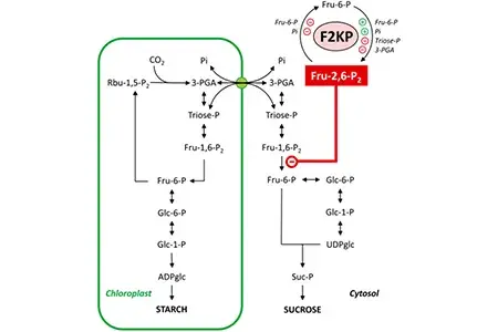 McCormick-F2KP
