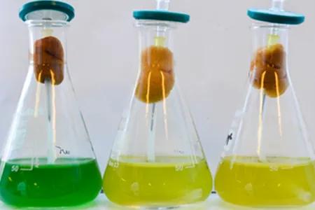 McCormick-Phycobilisome-Mutants