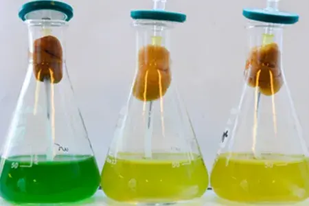 McCormick-Phycobilisome-Mutants
