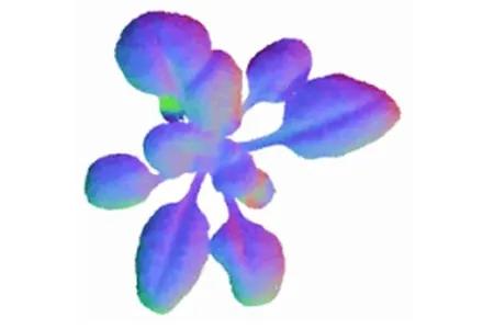 McCormick-Reconstruction-of-Arabidopsis- rosette