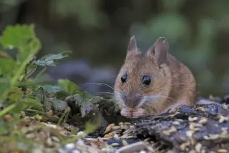 Little-Lab-Mouse