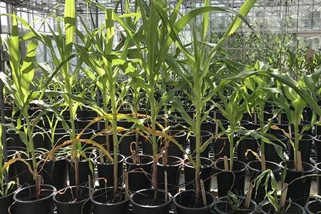 PlantLab-Maize-Multiple