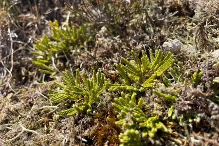 Diphasiastrum alpinum