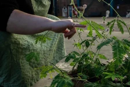 A plant of Mimosa pudica: its leaves respond to physical contact by retreating the leaflets, making it harder for any herbivores to eat them
