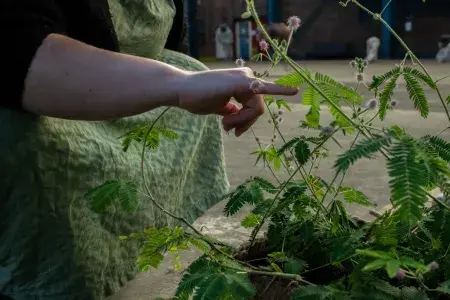 A plant of Mimosa pudica: its leaves respond to physical contact by retreating the leaflets, making it harder for any herbivores to eat them