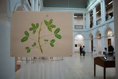 Irene’s study of Mimosa pudica at the PhD Showcase, focus plant of many of her artistic practice through the first year of her PhD.