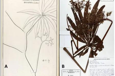 Two images displaying the type specimens that describe Begonia verticillata: one consists of an illustration from Vellozo’s book, the other is a dry, pressed herbarium specimen