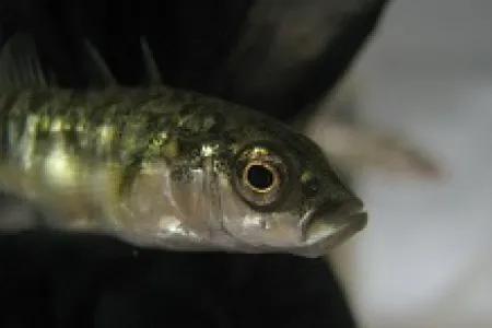 Three-spined stickleback study species.