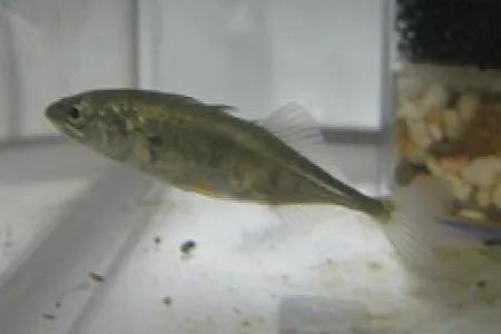 Close-up of a three-spined stickleback.