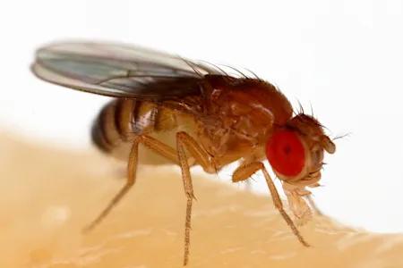 Picture of a fly