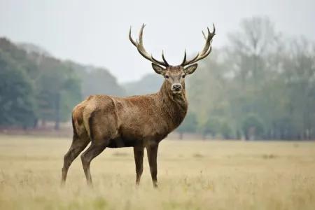Red deer on the Isle of Rum.