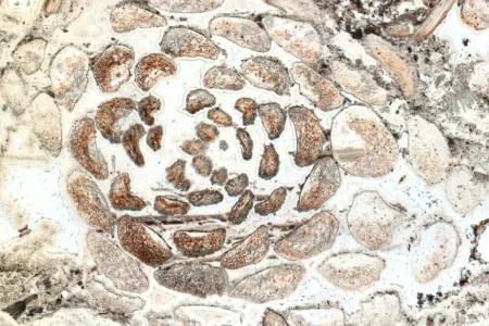 Microscope image of a fossil thin section showing a spiral arrangement of brown leaves