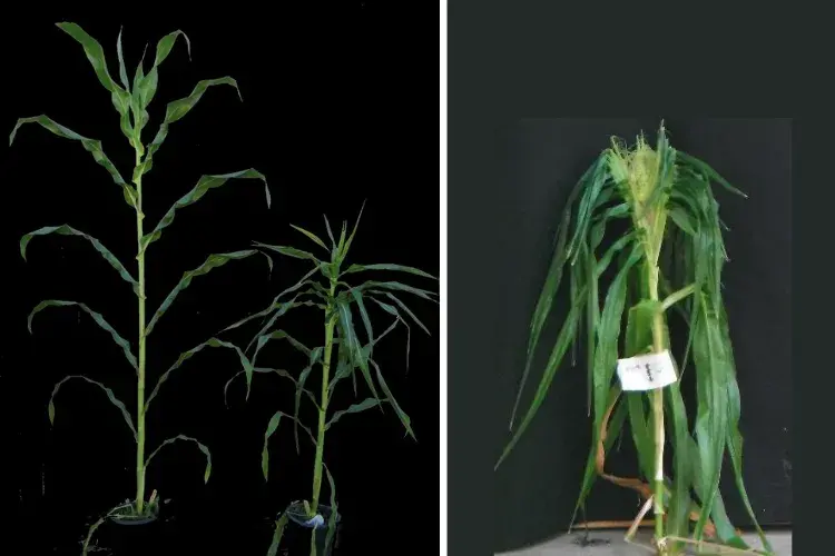 Mutant Maize plants