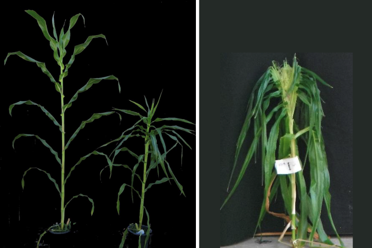 Mutant Maize plants