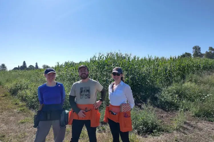 Three people stand in front of a field of maize plants. 
