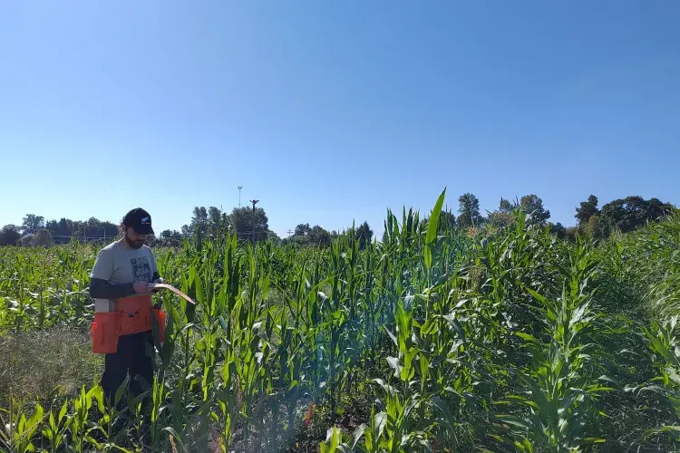 A man stands in a filed of maize looking at the plants