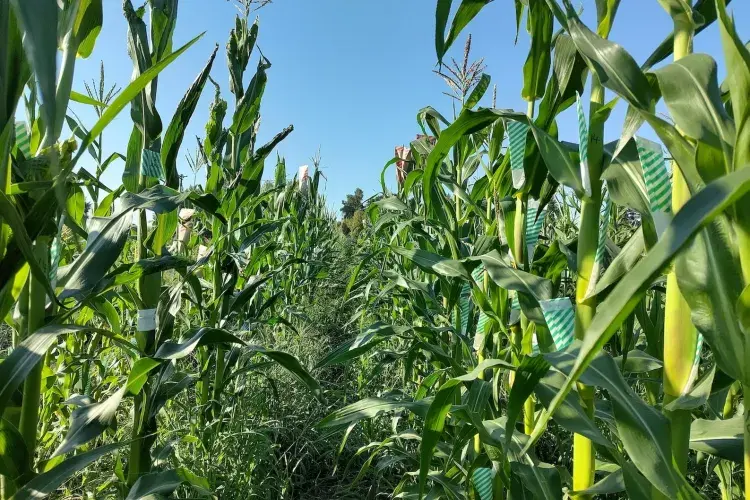 A field of maize