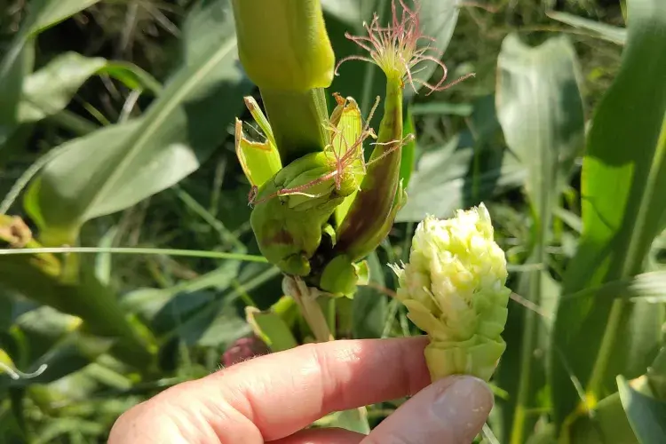 Hand holding a mutant maize ear with a background of maize leaves. 