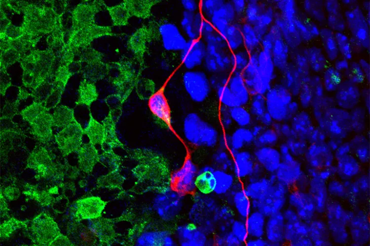 A field of green cells encountering a field of blue cells and driving neuronal induction in blue cells