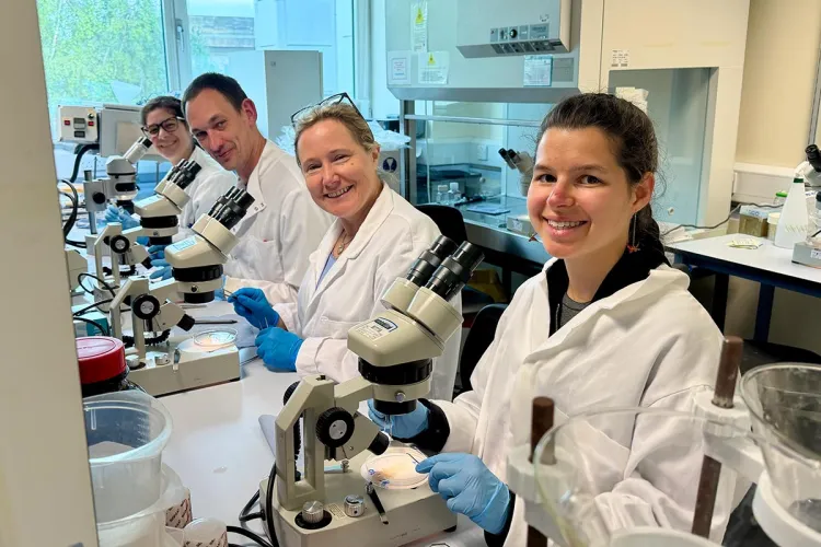 Photo of 3 group members working in the lab with microscopes, wearing lab coats and blue gloves