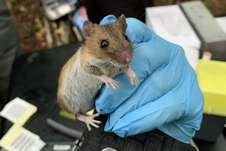 Close up photo of a fieldmouse being held by a gloved hand