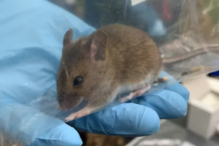 Close up photo of a fieldmouse being held by a gloved hand