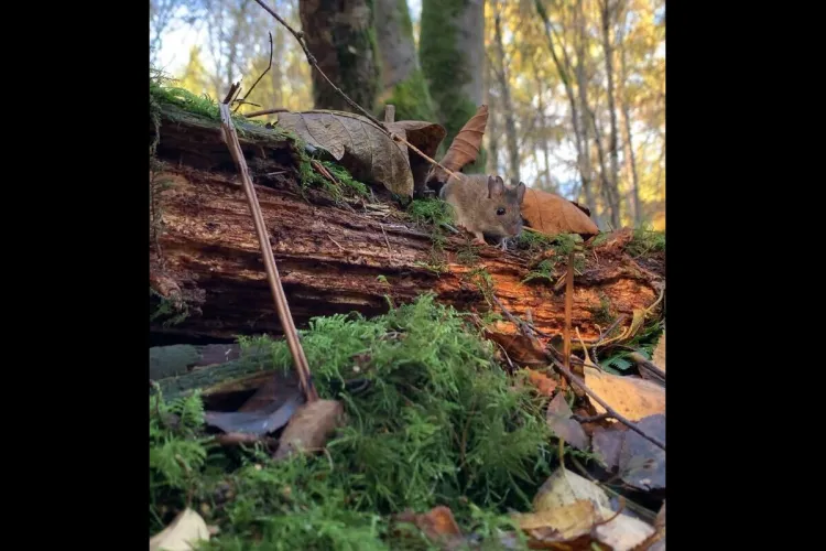 Photo of a fieldmouse on a log surrounded by moss and fallen leaves