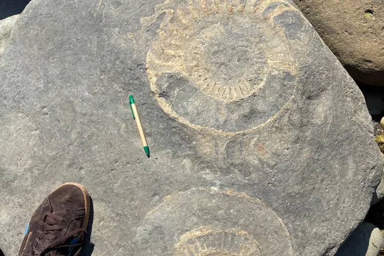 A large ammonite fossil found on the Jurassic coast