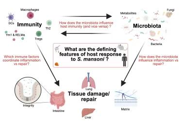 Conceptual diagram of host responses to Schistosoma mansoni infection, highlighting immune regulation of inflammation versus tissue repair and the influence of gut microbiota on host immunity. Includes immune cells and cytokines on the left, diverse microbiota on the right, interaction arrows, and a central research question box.