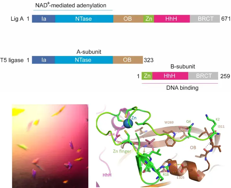 Schematic of DNA ligation research, see caption below.