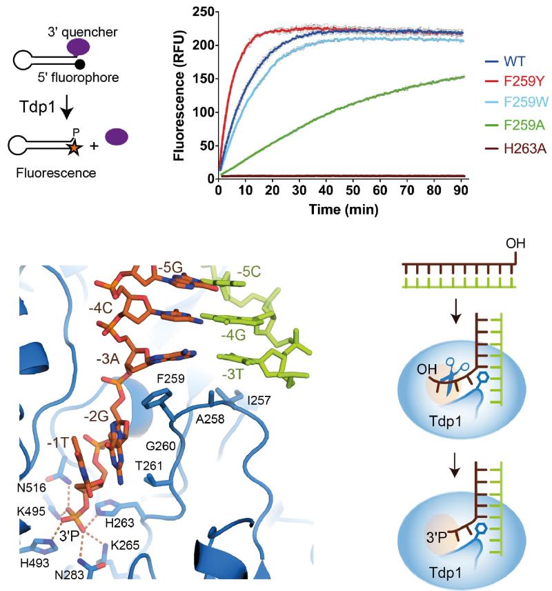 Illustration of DNA repair research, see caption below.