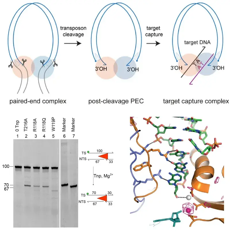 Schematic of DNA transposition, see caption below.