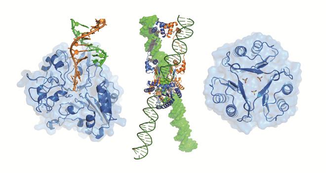 Three protein structures - explained in caption.