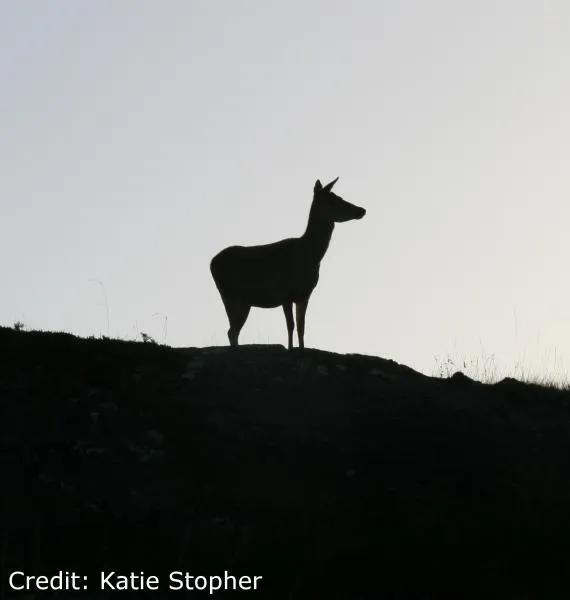 Female red deer standing in the shadows.