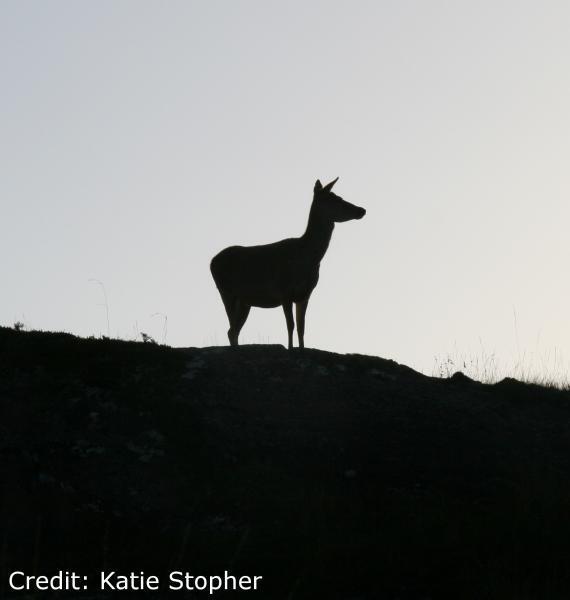 Female red deer standing in the shadows.