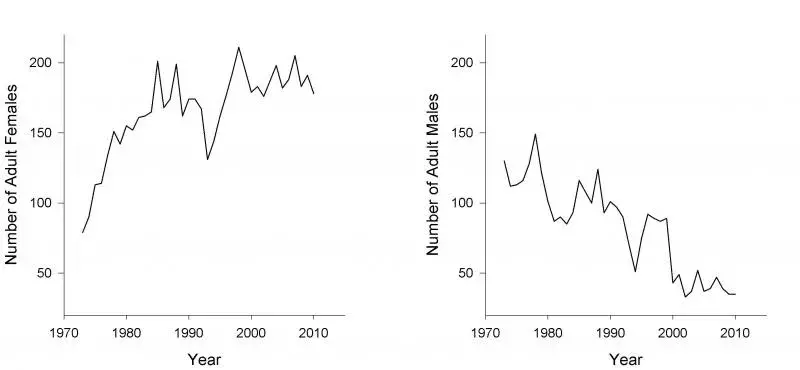 Figure showing changes in the number of adult females and males in the Rum Red Deer population (above paragraph explained trend)