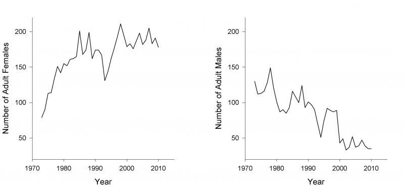 Figure showing changes in the number of adult females and males in the Rum Red Deer population (above paragraph explained trend)