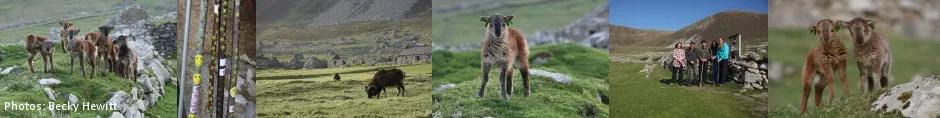 Collage of photos of Soay lambs, Soay sheep and researchers on St Kilda.