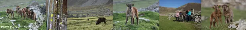 Collage of photos of Soay lambs, Soay sheep and researchers on St Kilda.