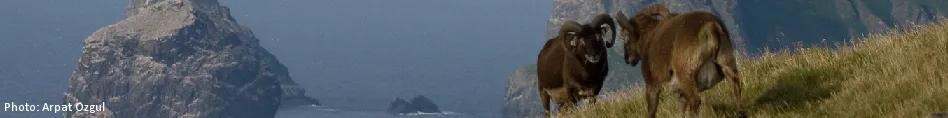Landscape showing the shore of St Kilda and two Soay sheep.