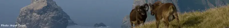 Landscape showing the shore of St Kilda and two Soay sheep.