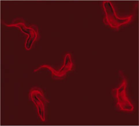 Five stumpy forms (red blobs) floating in red fluid.