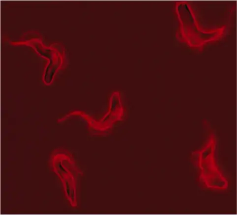 Five stumpy forms (red blobs) floating in red fluid.