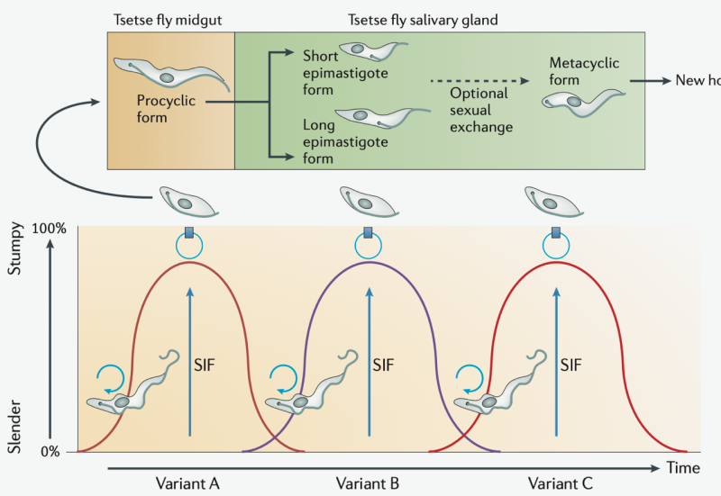 Diagram from Macgregor et al article (2012) - see caption for article title and link.