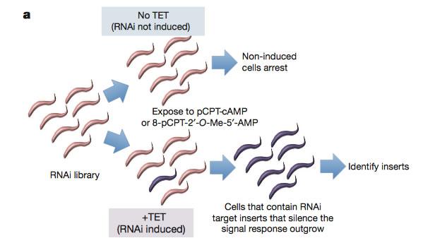 Schematic for the Mony, MacGregor et al article (2013) - read article for explanation. Link to article at the end of the page.